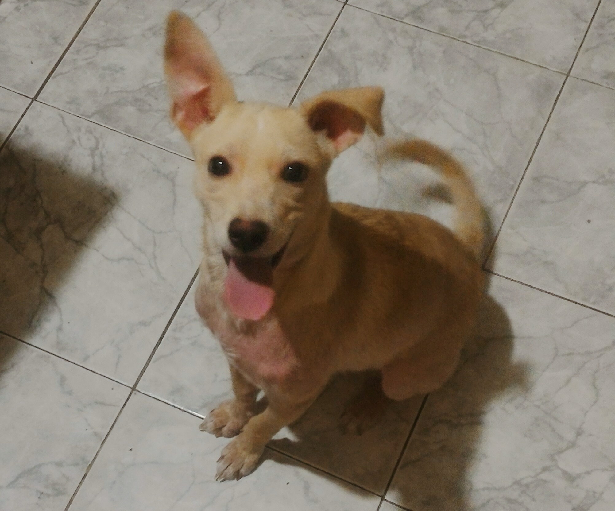 Doação de filhote de cachorro fêmea com pelo curto e de porte pequeno