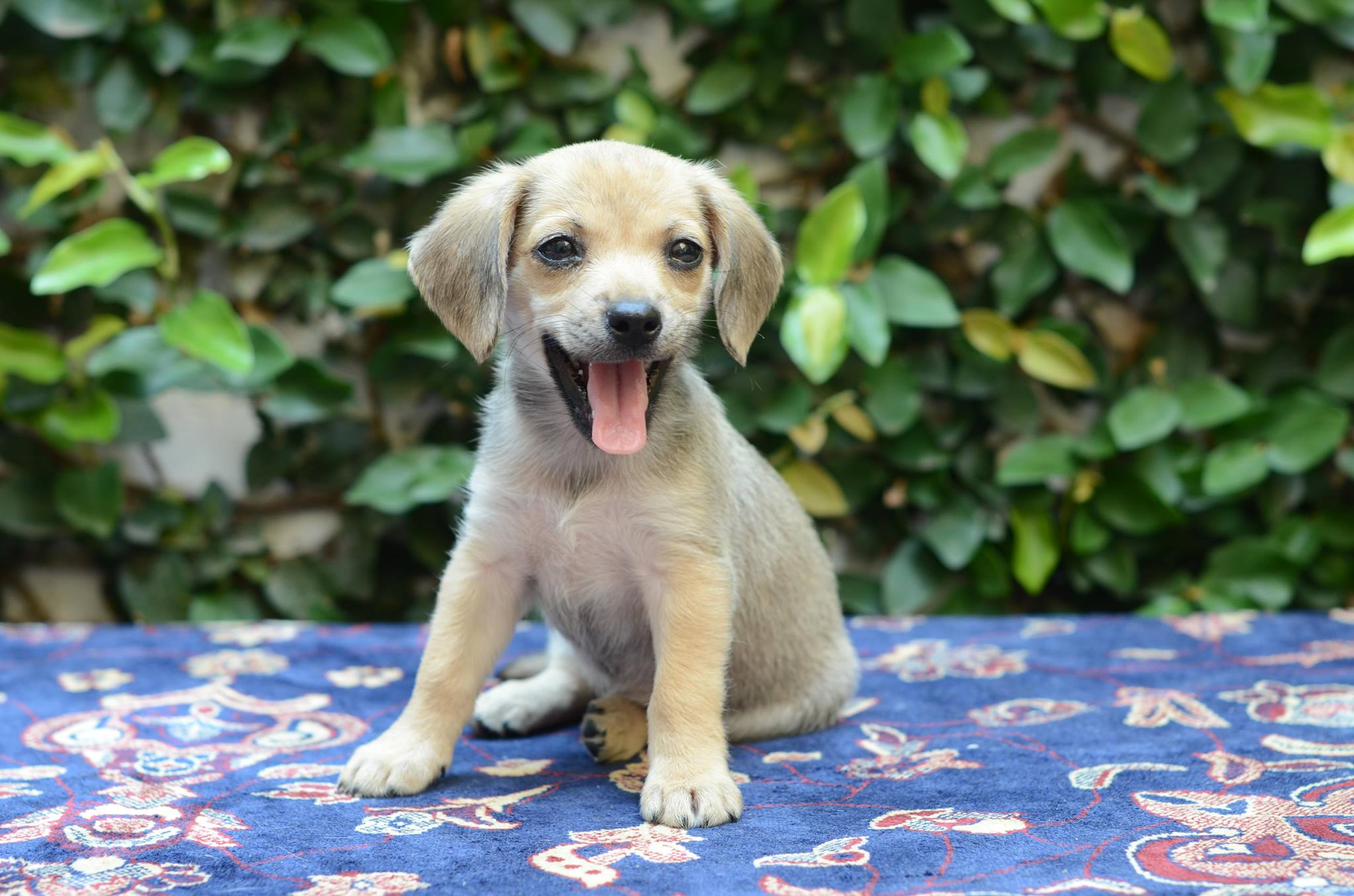 Doação de filhote de cachorro fêmea com pelo curto e de porte pequeno