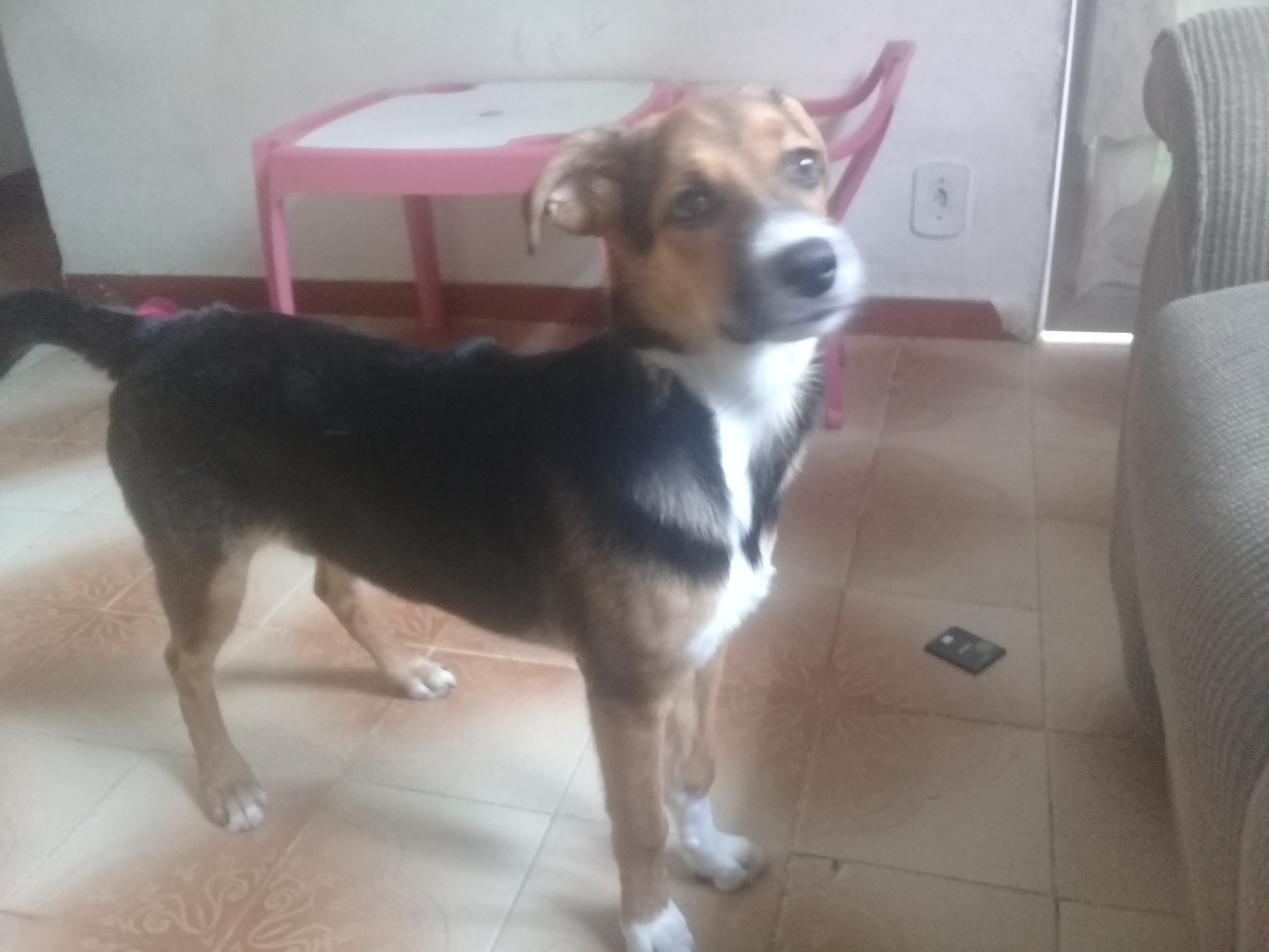 Doação de filhote de cachorro fêmea com pelo curto e de porte pequeno