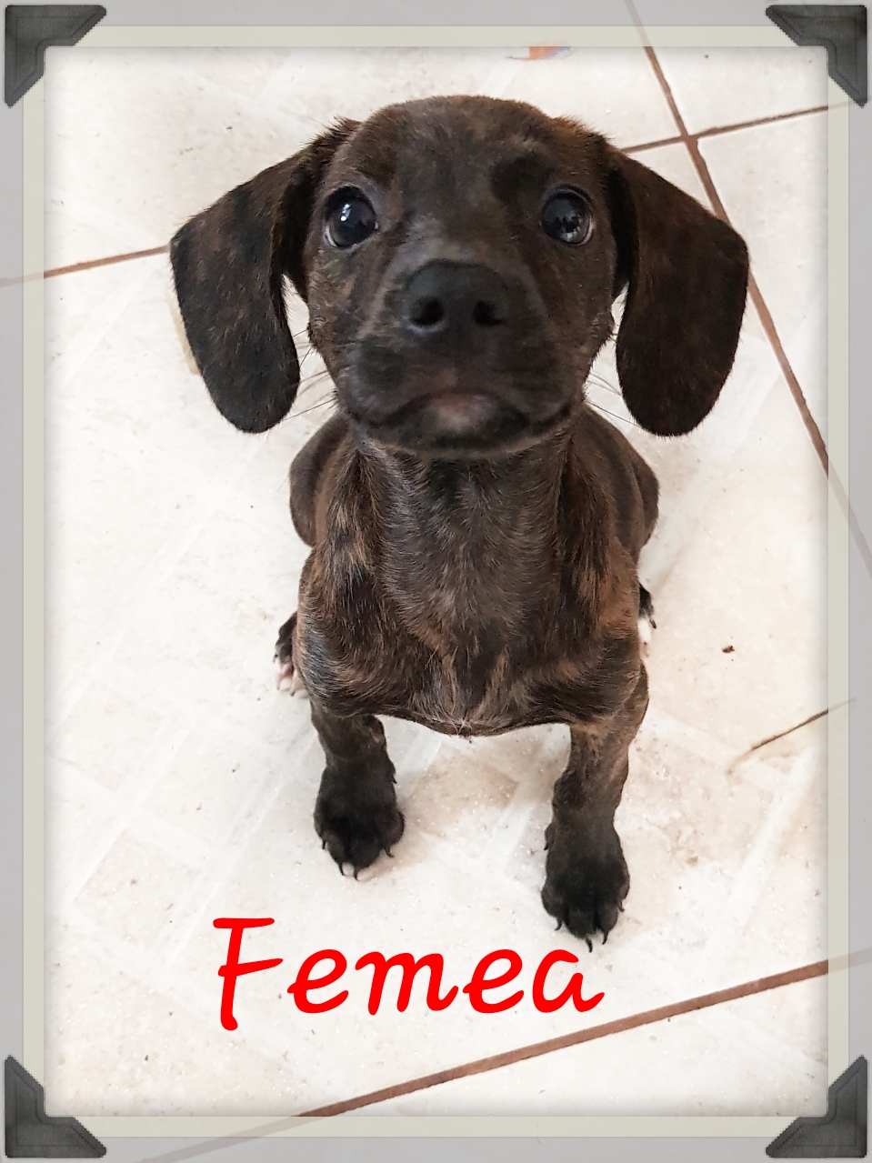 Doação de filhote de cachorro fêmea com pelo curto e de porte pequeno