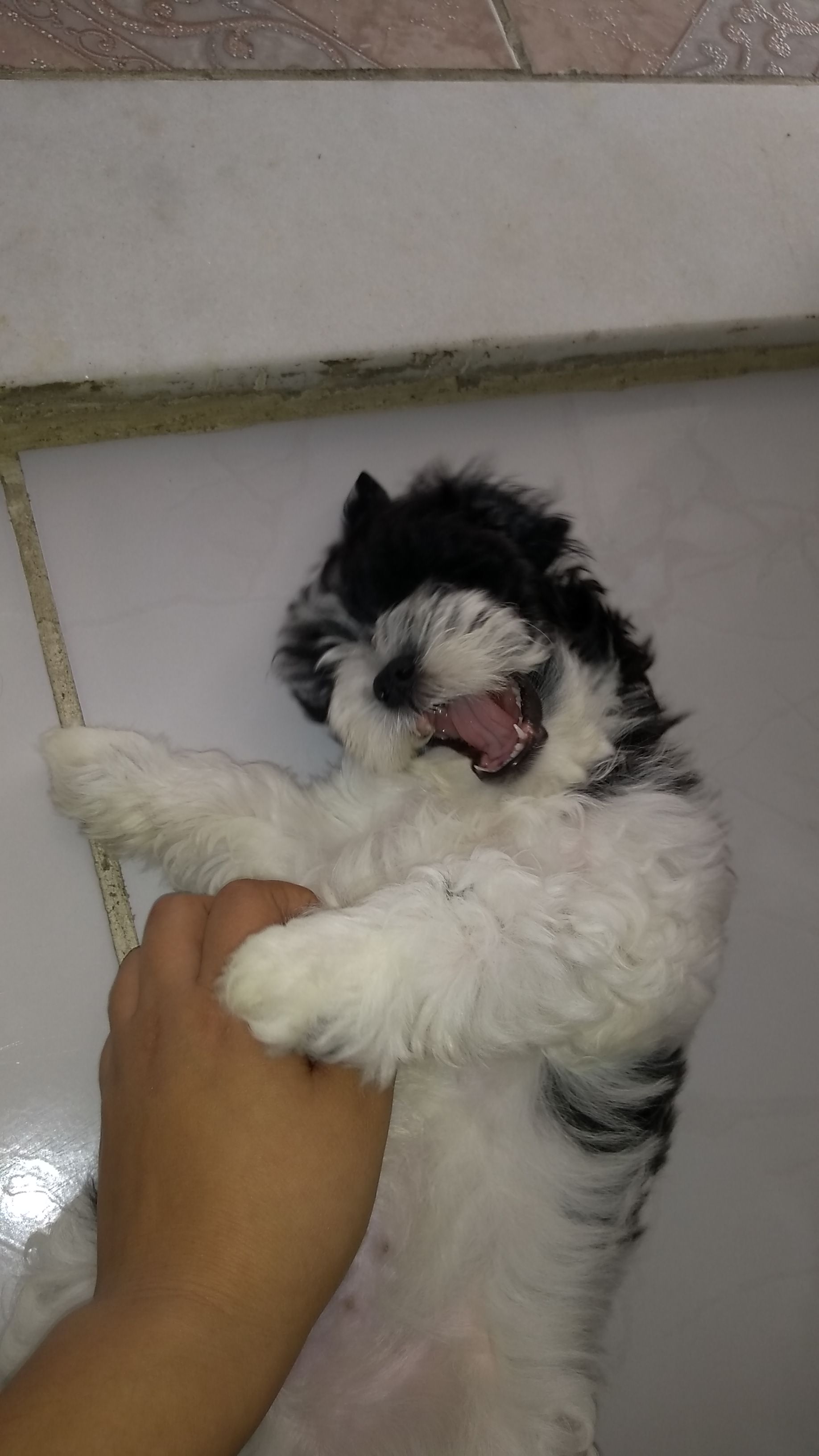 Doação de filhote de cachorro macho com pelo curto e de porte pequeno