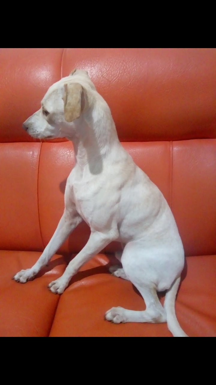 Doação de cachorro adulto macho com pelo curto e de porte médio em Rio