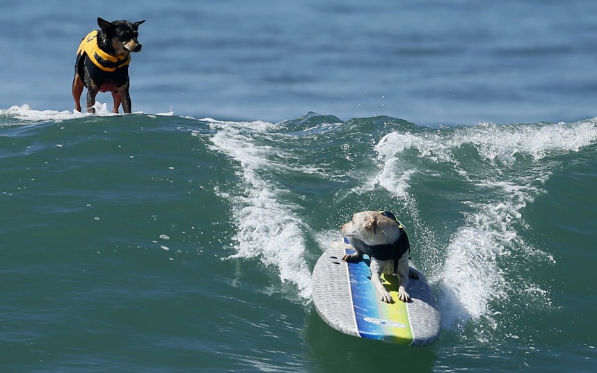 Resultado de imagem para surf para cachorros