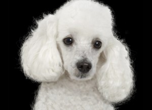 Poodle micro toy