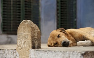 Adoção de cachorros