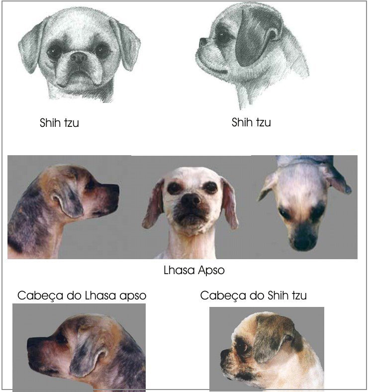 Shih lhasa hot sale