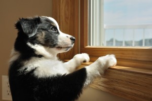 Cão sozinho em casa