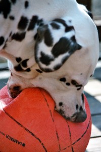 Cachorro brincando com bola