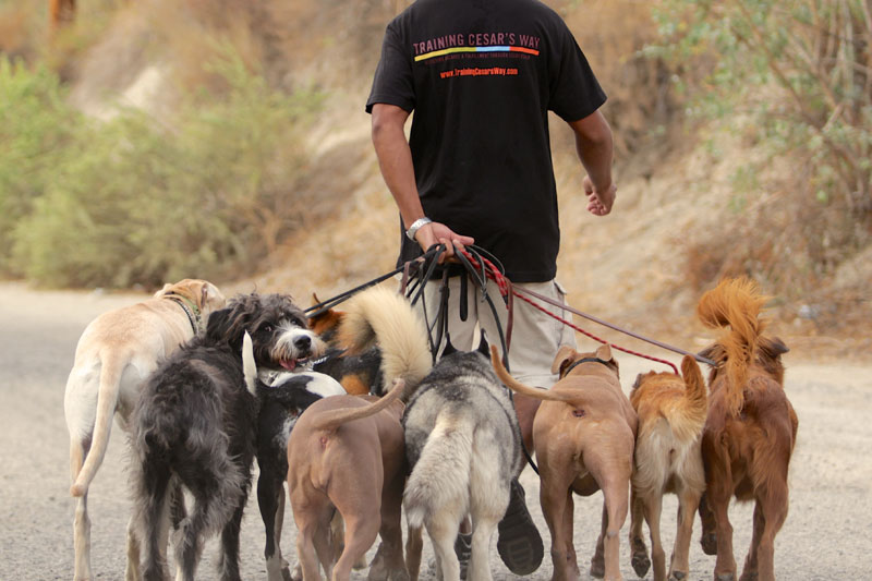 Cãs caminhando