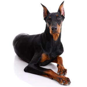 Dobermann, ótimo guarda para grandes áreas.