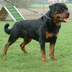 Rottweiler. Ágil, forte e obediente.