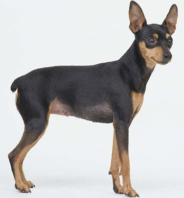 Pinscher Mini