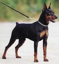 Pinscher Miniatura