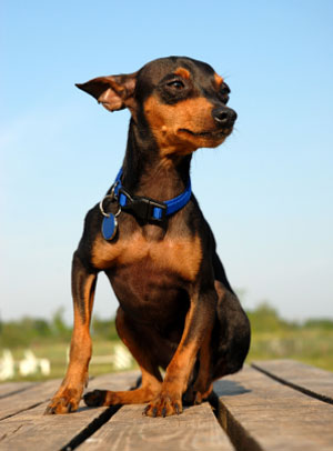 Pinscher