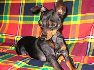 Pinscher Mini