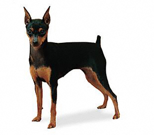 Pinscher Pequeno