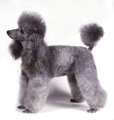 Poodle tosado - Profissão tosador.