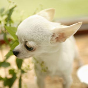 Chihuahua