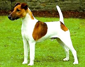 Fox terrier