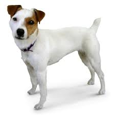 Jack Russel Terrier