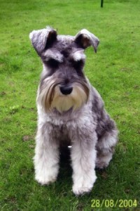 Schnauzer miniatura