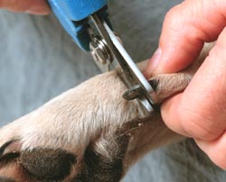 Cortando unhas do cachorro