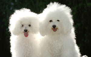 Filhotes de Poodle