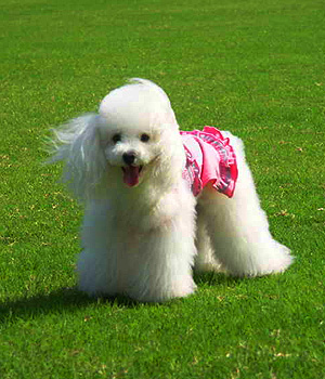 Poodle branco gramado