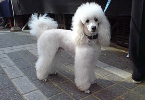 Poodle branco