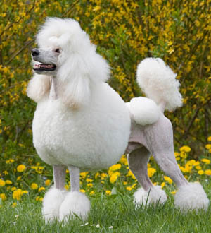 Poodle Tosado