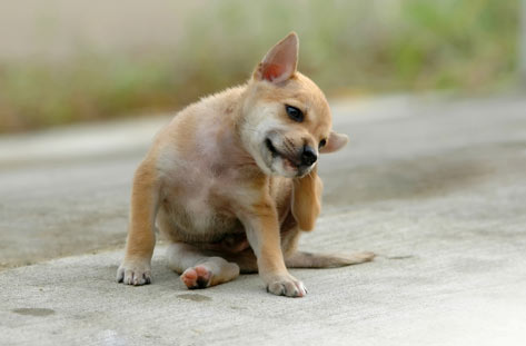 Cachorro se coçando com pulga