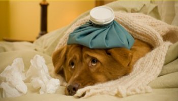Sintomas da doença do carrapato no cão