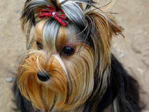 Cachorro Yorkshire