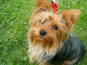 Yorkshire Terrier